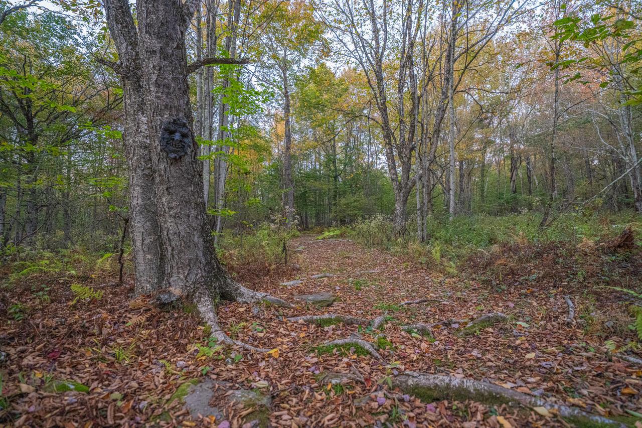A carved face set into the trunk of a large tree beside the trail, with bare woods and deep leaf litter beyond