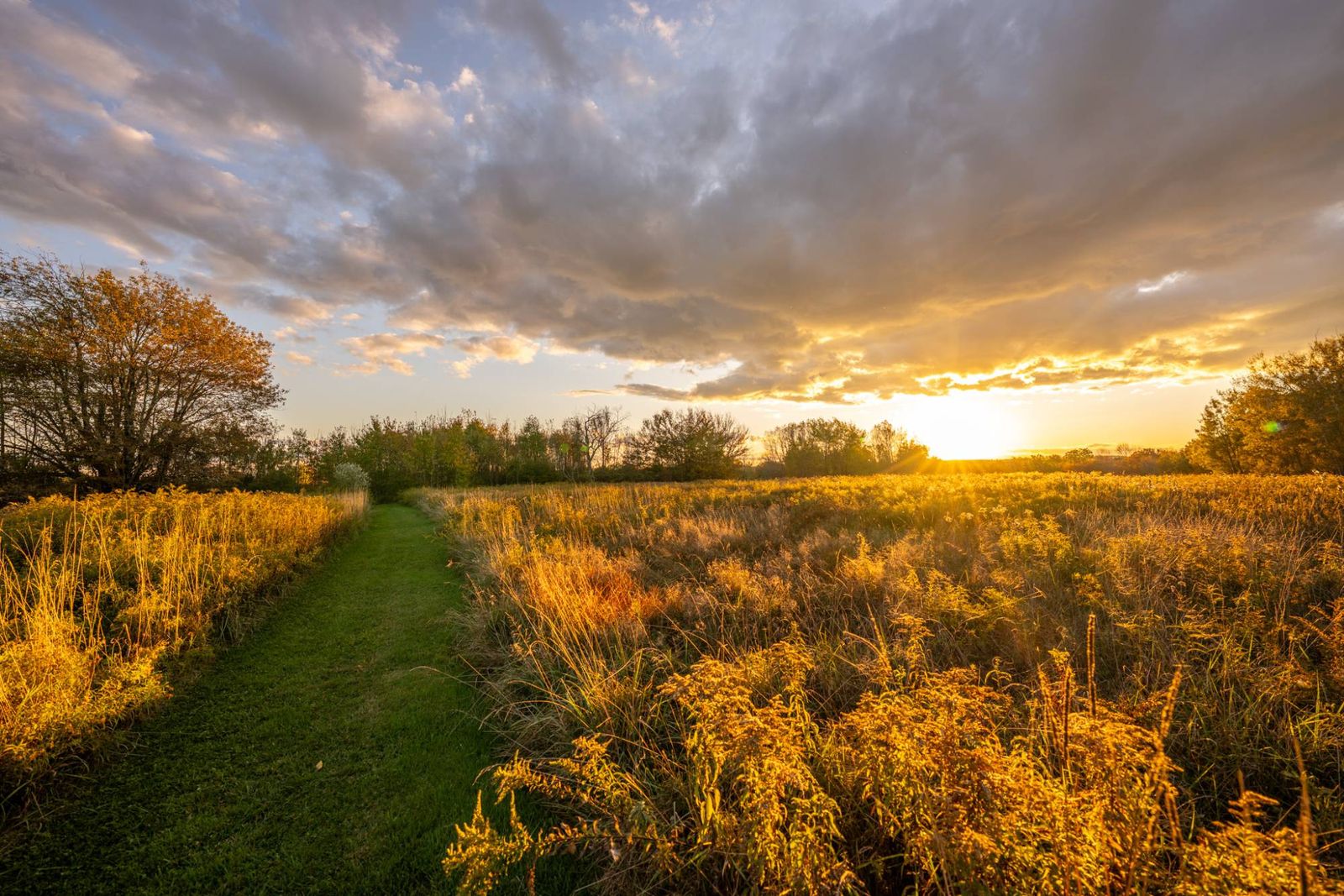 A mown path through a golden meadow towards a low sun under a wide sky of cloud